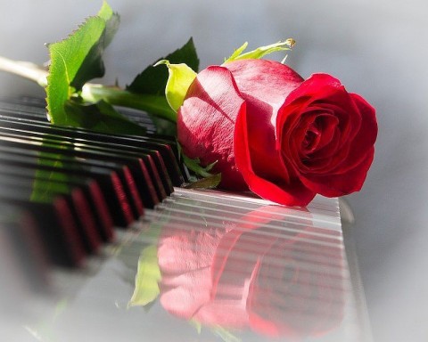 Фото: Роза на клавишах рояля